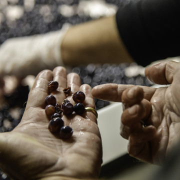 Expression fruite des vins rouges de Bordeaux issus de cpages prometteurs dans un contexte de changement climatique